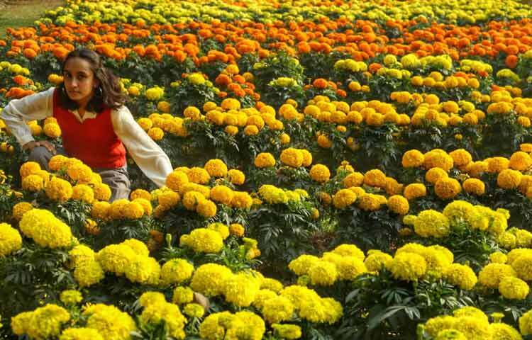 কংক্রিটের শহরে যেখানে সবুজ আর রঙের অভাব অনুভূত হয়, সেখানে এই উৎসব প্রকৃতির সঙ্গে মানুষের নতুন করে সম্পর্ক গড়ে তুলছে।