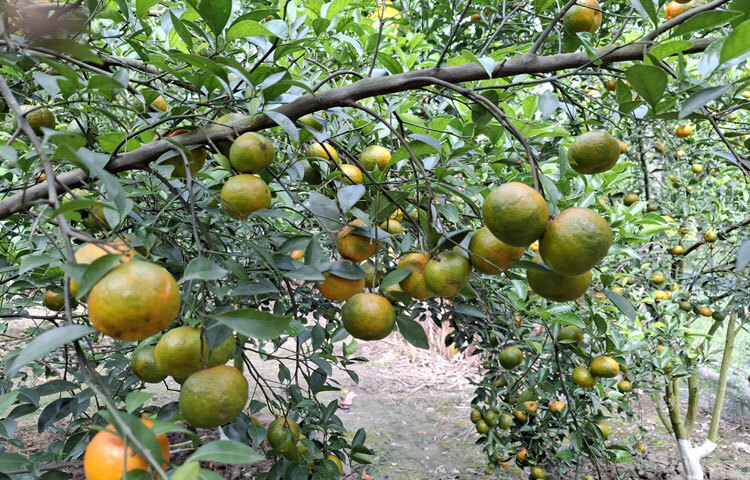 দর্শনার্থী ও ক্রেতা মিতা নুর বলেন, ‘আমাদের বাড়ির পাশে এই বাগান। যার কারণে মাঝে মধ্যেই এখানে ঘুরতে এবং ফল কিনতে আসি। এখানে সম্পূর্ণ বিষমুক্ত ফল পাওয়া যায়। দূরদূরান্ত থেকে অনেকেই আসেন ফল কিনতে। এর আগে এখান থেকে ফল নিয়ে খেয়েছি, অনেক সুস্বাদু। এখন ফল প্রয়োজন হলে সরাসরি বাগানে চলে আসি।’