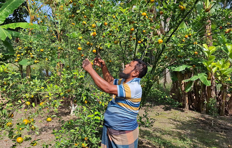 এদিকে সরোয়ার হোসেন নিজেই নিজস্ব উপায়ে উৎপাদন করছেন কমলা, মাল্টা ও আঙুরের চারা। এই চারা জেলাসহ দেশের বিভিন্ন স্থান থেকে এসে উদ্যোক্তরা নিয়ে করছেন বাগান।
