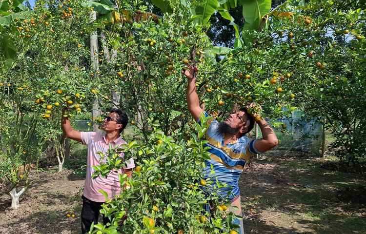 ফল চাষে নতুন চাষিরা আগ্রহী হলে বেকারত্ব কমবে। পূরণ হবে ফলের পুষ্টির চাহিদা। সদর উপজেলায় ১৫টি মিশ্র ফল বাগান আছে। এখন প্রায় সব বাগান থেকেই কমলা ও মাল্টা হারভেস্ট হচ্ছে। সরোয়ার বাবুর বাগান থেকে অনেকেই বাগান করতে আগ্রহী হচ্ছেন।’
