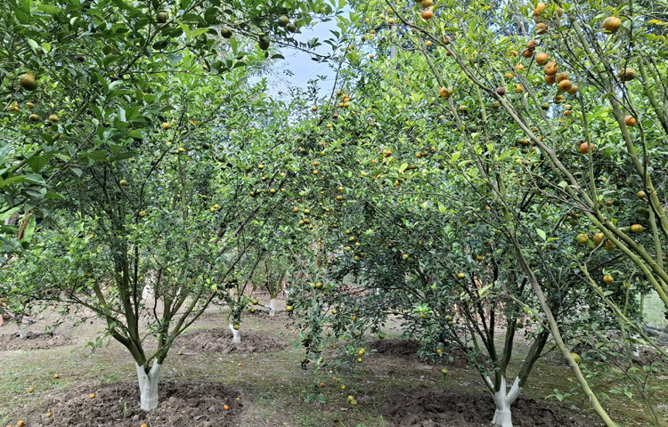 রাজবাড়ী সদর উপজেলার রামকান্তপুর ইউনিয়নের চরবাগমারা এলাকার মৃত আনোয়ার হোসেন বিশ্বাসের ৩ ছেলে পৈতৃক জমিতে ২০২০ সালে অলাভজনক ১০ একর জমিতে শুরু করেন কমলা, মাল্টা, আঙুর, পেয়ারাসহ বিভিন্ন ফলের চাষ। চারা রোপণের এক বছর পর থেকেই তারা শুরু করেন ফল হারভেস্ট।