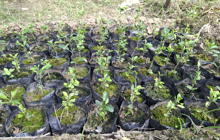 রাজবাড়ী সদর উপজেলা কৃষি অফিসার মো. জনি খান বলেন, ‘রাজবাড়ীতে দিন দিন মিশ্র ফল বাগানের চাষ বৃদ্ধি পাচ্ছে। বড় বড় বেশ কিছু উদ্যোক্তা আছেন, তার মধ্যে চর বাগমারার সরোয়ার বাবুদের ৩ ভাইয়ের মিশ্র ফল বাগান উল্লেখযোগ্য।