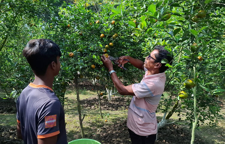 জানা গেছে, ২০২০ সালের শেষদিকে করোনাকালে বিকল্প অয়ের উৎস হিসেবে বাড়ির পাশে অলাভজনক জমিতে ইউটিউব দেখে সরোয়ার হোসেন বাবুসহ ৩ ভাই চুয়াডাঙ্গার জীবননগর থেকে চারা সংগ্রহ করে কয়েক জাতের কমলা ও মাল্টার বাগান করেন। পাশাপাশি ড্রাগন, পেয়ারাসহ বিদেশি ১৩ জাতের আঙুর চাষ করছেন।