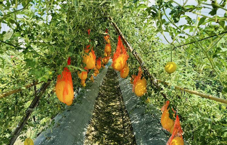 চলতি মৌসুমে ৫০ শতক জমিতে ৫০ হাজার টাকা ব্যয়ে মালচিং ও অর্গানিক পদ্ধতিতে চাষ করেছিলেন গ্রীষ্মকালীন তরমুজ।