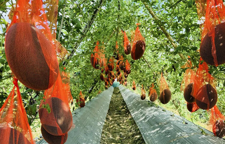 উপ-সহকারী কৃষি কর্মকর্তা (খৈয়াছড়া-মসজিদিয়া ব্লক) মোহাম্মদ শাহজাহান বলেন, ‘এসএসিপি প্রকল্পের আওতায় ২০২৪-২৫ অর্থবছরে উপজেলার খৈয়াছড়া-মসজিদিয়া ব্লকে গ্রীষ্মকালীন তরমুজের ৫টি প্রদর্শনী স্থাপন করেছি। কৃষি অফিস থেকে সার, বীজ, মালচিং পেপারসহ আর্থিক অনুদান দেওয়া হয়েছে।’