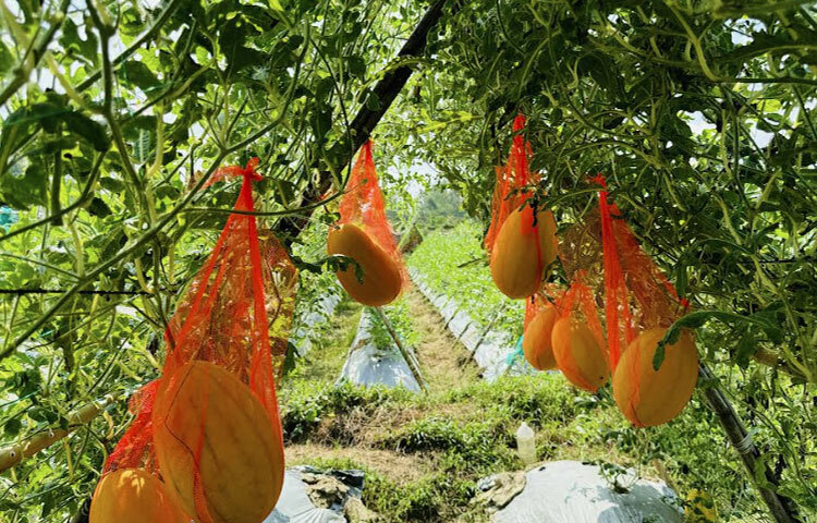 তরমুজের পাইকার মো. হেলাল উদ্দিন বলেন, ‘দেড় লাখ টাকায় আব্দুল কুদ্দুসের ক্ষেত কিনেছি। প্রথমবারের মতো ক্ষেত থেকে তরমুজ উত্তোলন করে বাজারে নিয়ে আসা হয়েছে। প্রতি কেজি তরমুজ ৭০-৮০ টাকা দরে বিক্রি হচ্ছে। প্রতিটি তরমুজ ২ থেকে সাড়ে ৪ কেজি ওজন হবে। আশা করছি হয়তো ২ লাখ ২০ হাজার টাকা বিক্রি করতে পারবো।’