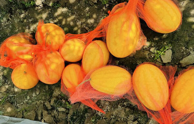 তিনি বলেন, ‘কৃষি অফিস থেকে চাষের জন্য নগদ টাকা, সার ও উপকরণ দেওয়া হয়। আমার মোট ৫০ হাজার টাকা খরচ হয়েছে। এক পাইকারি ব্যবসায়ীর কাছে দেড় লাখ টাকায় তরমুজ বিক্রি করেছি। হয়তো খুচরা বিক্রি করলে ২ লাখ টাকা বিক্রি সম্ভব হতো।’