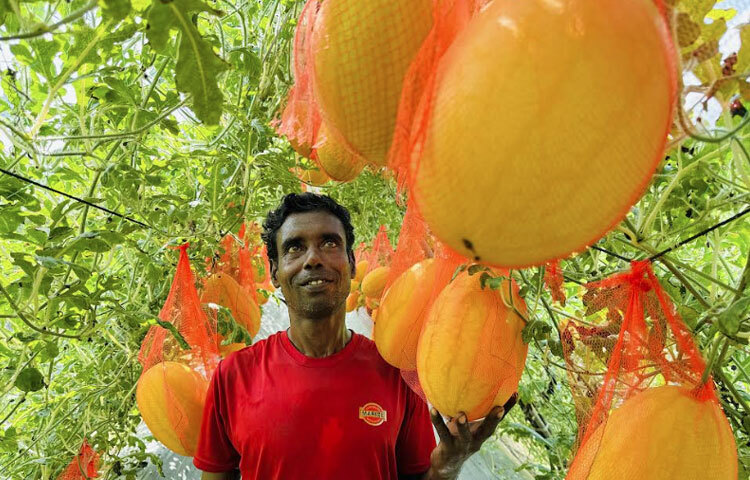 মিরসরাই উপজেলার খৈয়াছড়া ইউনিয়নের মসজিদিয়া গ্রামে ৫০ শতক জমিতে গ্রীষ্মকালীন তরমুজ আবাদ করেছেন জামালপুর জেলার আব্দুল কুদ্দুস। দুই দশক ধরে এ এলাকায় বসবাস করছেন তিনি।