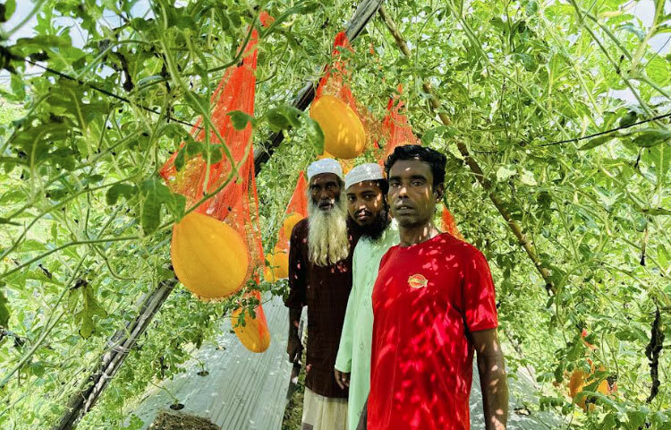 আব্দুল কুদ্দুসের তরমুজ ক্ষেতে গিয়ে দেখা গেছে, মালচিং পদ্ধতিতে চাষ করা বিভিন্ন রঙের তরমুজ গাছে ঝুলছে। কয়েকজন শ্রমিকসহ তিনি ক্ষেত থেকে তরমুজ সংগ্রহের কাজে ব্যস্ত সময় পার করছেন। জমিতে আবাদ করা হয়েছে সূর্যডিম, রসগোল্লা, বিগবাইট, লিয়োনা, জাফরান, সুইটবাইট, কিং সুপার জাতের উচ্চ ফলনশীল গ্রীষ্মকালীন তরমুজ।