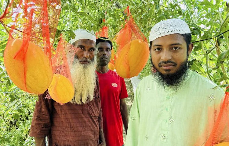 কৃষক আব্দুল কুদ্দুস বলেন, ‘উপজেলা কৃষি অফিসের সহায়তা ও পরামর্শে এবার ৫০ শতক জমিতে ৬৫ দিন আগে গ্রীষ্মকালীন তরমুজ আবাদ করেছি। ভালো ফলন হয়েছে। ২৯ অক্টোবর থেকে বাজারজাত শুরু করেছি। জমিতে আড়াই কেজি থেকে শুরু করে সাড়ে ৪ কেজি ওজনের তরমুজ আছে। আশা করছি প্রায় ৪ টন তরমুজ উৎপাদন হবে।’