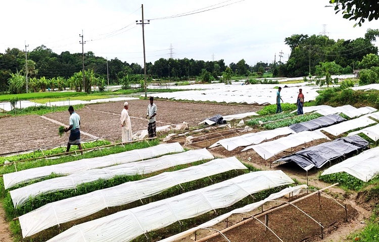 প্রান্তিক চারা চাষিদের কেউ জমি প্রস্তুত করছেন। কেউবা সবজির চারায় পানি ছিটাচ্ছেন। আবার কেউ বিক্রির জন্য তুলছেন চারা। কেউবা সেই চারা আঁটি বাঁধছেন। পাশে দাঁড়িয়ে আছেন পাইকাররা। তারা গুনে গুনে চারা বুঝে নিচ্ছেন। প্রতিদিন ভোর থেকে সন্ধ্যা পর্যন্ত এমন দৃশ্য দেখা যায় এ অঞ্চলে।