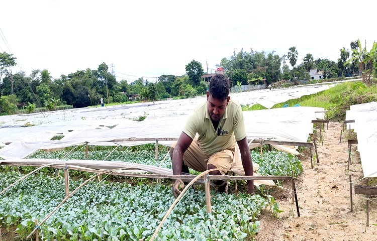 কৃষি সম্প্রসারণ অধিদপ্তরের তথ্য অনুযায়ী, বর্তমানে কুমিল্লা জেলায় প্রায় ২০ হেক্টর জমিতে ৭০০-এর বেশি কৃষক চারা উৎপাদনের সঙ্গে যুক্ত আছেন। শুধু সমেষপুর নয় বুড়িচংয়ের ডাকলাপাড়া, কালাকচুয়া, কাবিলা ও নিমসার এলাকায়ও বড় আকারে চারা উৎপাদন হচ্ছে। এ ছাড়া জেলার চান্দিনা, দেবিদ্বার, বরুড়া, চৌদ্দগ্রামসহ বিভিন্ন উপজেলায়ও চারা উৎপাদন ও বিক্রির কর্মকাণ্ড চলছে। এতে প্রত্যক্ষ ও পরোক্ষভাবে প্রায় সাড়ে ৫ হাজারেরও বেশি মানুষের কর্মসংস্থান হয়েছে।