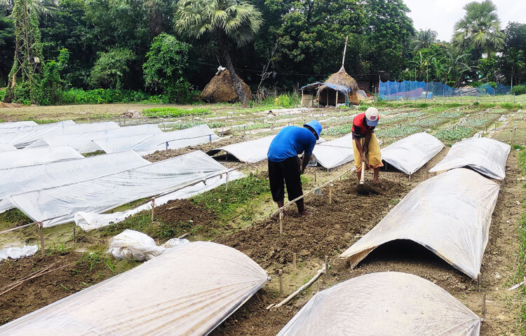 এভাবে প্রতি বছর ভাদ্র মাস থেকে শুরু হয়ে আশ্বিন, কার্তিক ও অগ্রহায়ণ পর্যন্ত চলে এই কর্মযজ্ঞ। চারার মৌসুম শেষ হলে এসব জমিতে টমেটো, আলু, বেগুনসহ বিভিন্ন রবি ফসল উৎপাদন করেন কৃষকেরা।