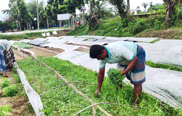 প্রতি পিস চারা বিক্রি হচ্ছে ১ টাকা থেকে সর্বোচ্চ ২ টাকা ৫০ পয়সা পর্যন্ত। চাষিরা এসব চারা কিনে জমিতে বপন করে ফসল উৎপাদন করেন। বীজ বপনের ২০ দিনের মাথায় চারা বিক্রি হয়ে বিট খালি হয়ে গেলে নতুন করে বীজ বপন করা হয়।