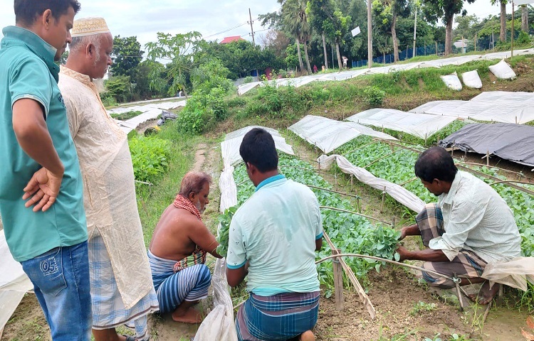 এই মৌসুমে প্রায় ২০ থেকে ২২ কোটি টাকার চারা বিক্রি হওয়ার আশা করছে কৃষি বিভাগ। এলাকার চারার মান ভালো এবং ফসল বেশি হওয়ায় দেশব্যাপি চাহিদা তুঙ্গে। এখানকার উৎপাদিত টমেটো, মরিচ, ফুলকপি, বাঁধাকপি, লাউ, কুমড়াসহ বিভিন্ন সবজির চারা চলে যাচ্ছে চট্টগ্রাম, নোয়াখালী, ফেনী, চাঁদপুর, ব্রাহ্মণবাড়িয়া, সিলেট, হবিগঞ্জ, নারায়ণগঞ্জ ও ঢাকাসহ বিভিন্ন জেলায়। চাহিদার শীর্ষে আছে কাঁচামরিচ, ফুলকপি, বাঁধাকপি, টমেটো, বেগুন, লাউ ও মিষ্টি কুমড়ার চারা।