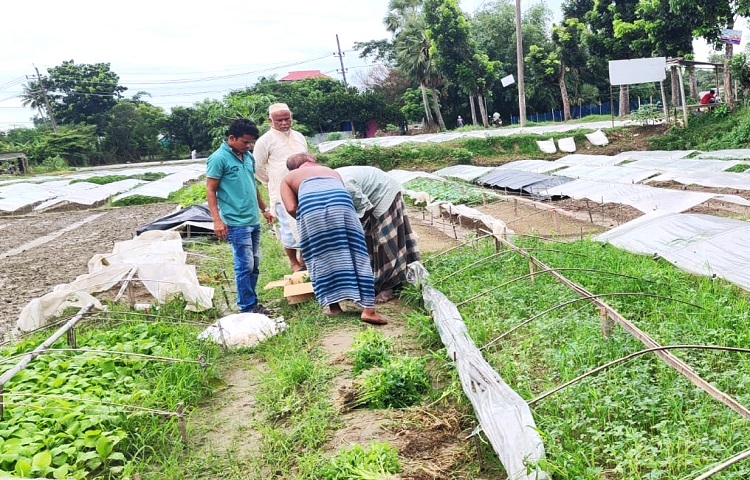 চারা উৎপাদনের কারণে এই গ্রামের ঐতিহ্য ও খ্যাতি অর্ধশত বছরেরও বেশি দিন ধরে। প্রতি বছর শ্রাবণ মাস থেকে বেচাকেনা শুরু হলেও সম্প্রতি বৈরী আবহাওয়ার কারণে এবার উৎপাদন ও বেচাকেনা শুরু হয়েছে দেরীতে।