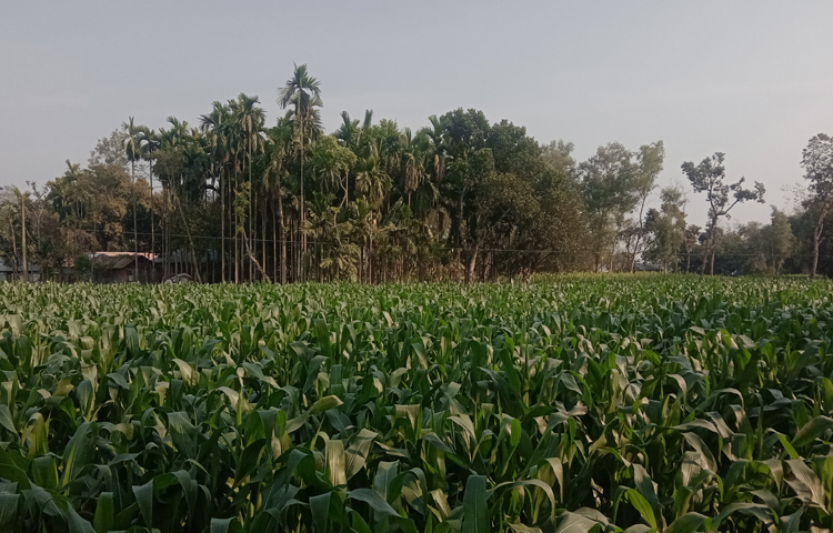 জমিতে বিভিন্ন ফসল চাষ করে লাভবান হচ্ছেন চাষিরা। জেলার অনেক কৃষক ধান, গম, সরিষা, পাট, কমলা, মাল্টা, আপেলকুল, চা, আম, লিচু, ড্রাগন, আদা চাষ করেন। এছাড়া ভুট্টা এ অঞ্চলের কৃষি অর্থনীতিতে নতুন মাত্রা যোগ করেছে। ছবি: জাগো নিউজ