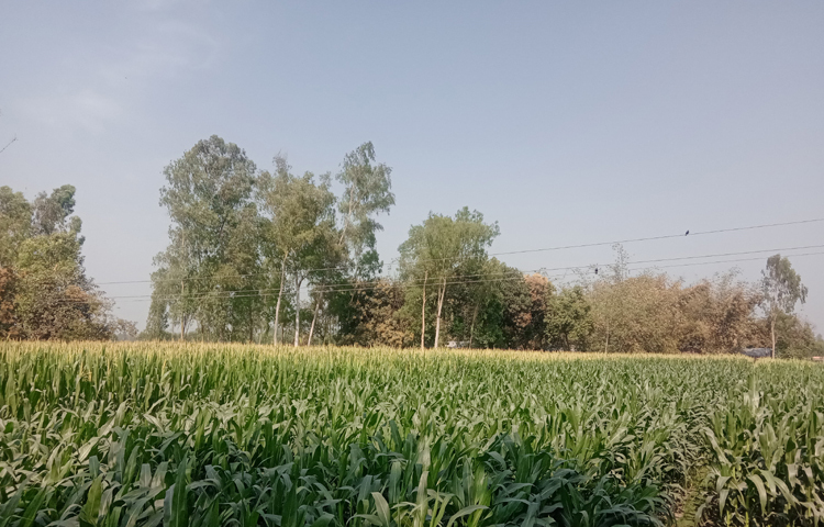 এর মধ্যে নীলফামারী সদর উপজেলায় ২ হাজার ৮৩০ হেক্টর, ডোমার ৩৮ হেক্টর, ডিমলা ১৪ হাজার ৩৮০ হেক্টর, কিশোরগঞ্জ ৩ হাজার ২০৫ হেক্টর, জলঢাকা ৩ হাজার ৬৭৮ হেক্টর ও সৈয়দপুর উপজেলায় ৪৩০ হেক্টর জমিতে ভুট্টা চাষের লক্ষ্যমাত্রা ধরা হয়েছে। ছবি: জাগো নিউজ