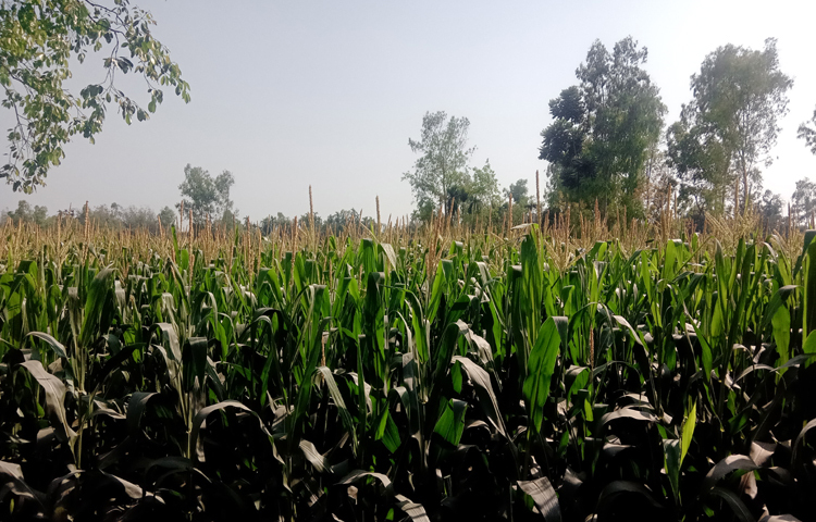 তবে অন্যতম রবিশস্য ভুট্টা লাভজনক হওয়ায় অল্প পুঁজিতে কৃষকেরা ঝুঁকে পড়েছেন ভুট্টা আবাদে। এবার বাম্পার ফলনে সফলতার স্বপ্ন দেখছেন কৃষকেরা। ছবি: জাগো নিউজ