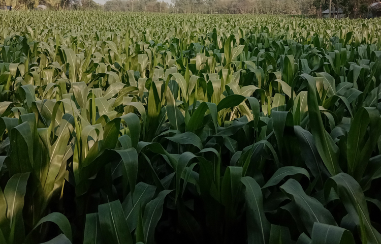 জানা গেছে, এ বছর জেলায় ২৮ হাজার ৩২৩ হেক্টর জমিতে ভুট্টা চাষের লক্ষ্যমাত্রা ধরা হয়েছে। যা গত বছর ২৬ হাজার ৬৫৫ হেক্টর। এ বছর উৎপাদনের লক্ষ্যমাত্রা ধরা হয়েছে ৩০ লাখ ২ হাজার ৮০১ মেট্রিক টন। ছবি: জাগো নিউজ