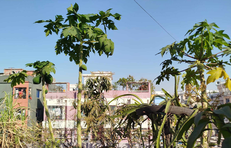 ফলের মধ্যে ড্রাগন, লিচু, পেঁপে, আম, বরই, পেয়ারা, লেবু আছে। এ ছাড়া মরিচ ও আখ আছে। কিছুদিন আগে তেঁতুল গাছ লাগানো হয়েছে। ছবি: মামুনূর রহমান হৃদয়