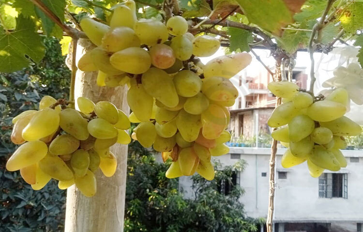 শখের বশে বাড়ির ছাদে আঙুর বাগান গড়ে তুলেছেন সীতাকুণ্ডের এমাদ উদ্দিন চৌধুরী বিটু।