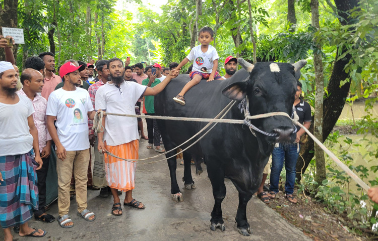 নিজের গোয়ালঘরে লালন পালন করা ষাঁড় ‘কালো মানিক’কে নিয়ে ঢাকায় যাচ্ছেন কৃষক সোহাগ মৃধা। তবে বিক্রির উদ্দেশ্যে নয়, প্রিয় নেত্রী বিএনপি চেয়ারপার্সন বেগম খালেদা জিয়াকে উপহার দেওয়ার জন্য। ছবি: আব্দুস সালাম আরিফ