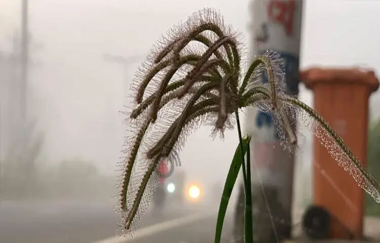 দেশের সর্বনিম্ন তাপমাত্রা রেকর্ড হয়েছে রাজশাহীতে। সকাল ৬টায় রাজশাহীতে তাপমাত্রা নেমে আসে ১৬ দশমিক ৫ ডিগ্রি সেলসিয়াসে, যা চলতি মৌসুমের এখন পর্যন্ত সর্বনিম্ন তাপমাত্রা। ছবি: সাখাওয়াত হোসেন