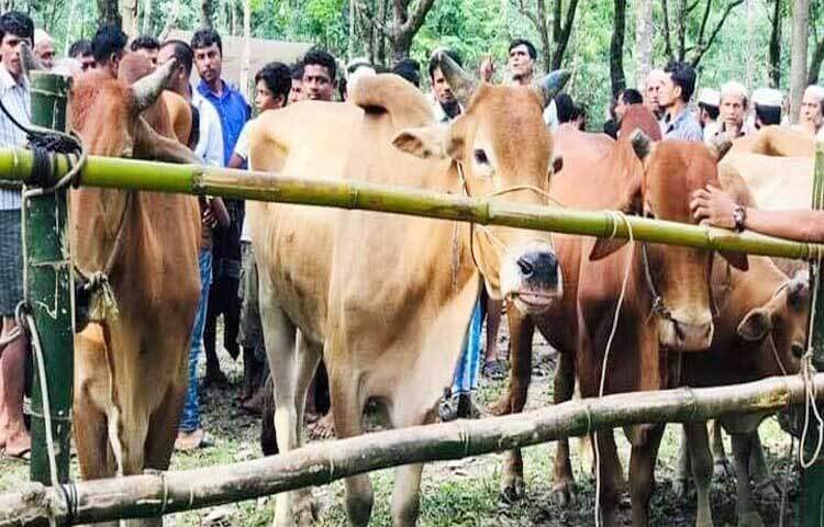 ঈদুল আজহাকে সামনে রেখে বান্দরবানে নাইক্ষ্যংছড়ির ঘুমধুম ও বাইশারী এবং কক্সবাজারে রামুর গর্জনিয়া-কচ্চপিয়া সীমান্ত দিয়ে বেড়েছে গরু চোরাচালান। ছবি: সায়ীদ আলমগীর