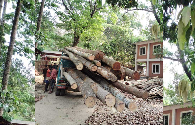 কক্সবাজারের পেকুয়ায় বিপুল পরিমাণ গর্জন ও তেলসুর গাছভর্তি একটি মিনিট্রাক জব্দ করেছে বনবিভাগ। ছবি: সায়ীদ আলমগীর