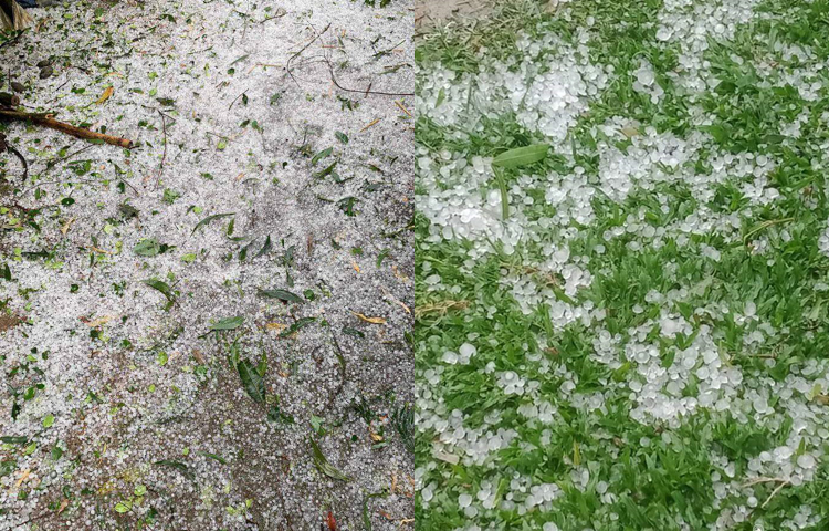 শিলাবৃষ্টির তাণ্ডবে ছিন্নভিন্ন গাছের পাতা চারিদিকে ছড়িয়ে পড়ে। রাস্তা-ঘাট, ফসলের মাঠে জমেছে শিলার স্তূপ। ছবি: নাসিম উদ্দিন