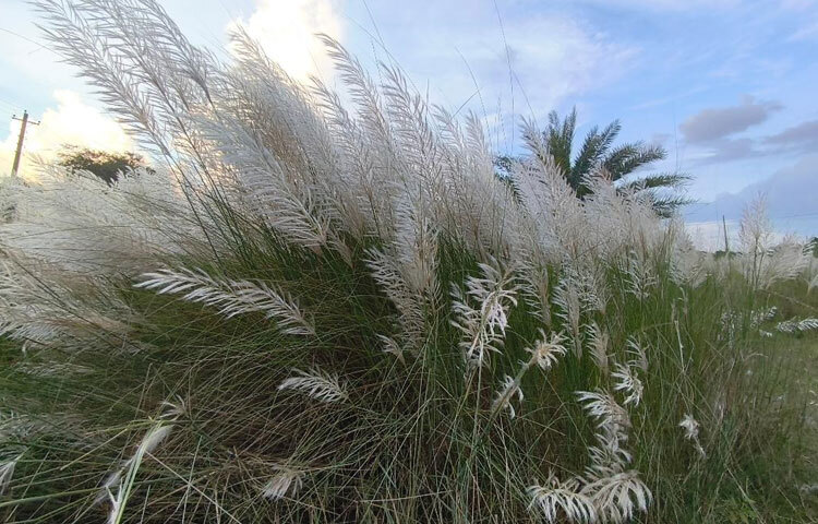 কাশবন শুধু প্রকৃতিপ্রেমীদের মনে তৃপ্তি আনে তা নয়, এটি পরিবেশের জন্যই উপকারী। নদীর পারে যে কাশবন থাকে, তা অনেক সময় নদীভাঙন থেকেও রক্ষা করে। সেই সঙ্গে কাশফুল শুকিয়ে গেলে জ্বালানি হিসেবেও অনেকেই ব্যবহার করেন।