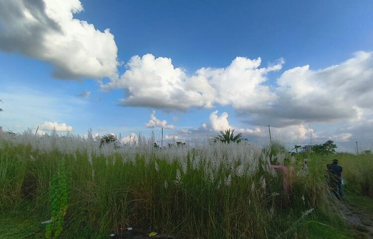 মাদারীপুর সদর উপজেলার আড়িয়াল খাঁ ও কুমার নদের পারেও কাশবন আছে। এ ছাড়া মাদারীপুরের শিবচর উপজেলার চরজানাজাত, কাঁঠালবাড়ি, বন্দরখোলা, সন্ন্যাসীর চর ইউনিয়নে পদ্মা নদী ও আড়িয়াল খাঁ নদের তীরজুড়ে কাশবন দেখা যায়। এসব জায়গায় প্রতিদিন বিকেল হলেই অসংখ্য মানুষ ঘুরতে আসেন।