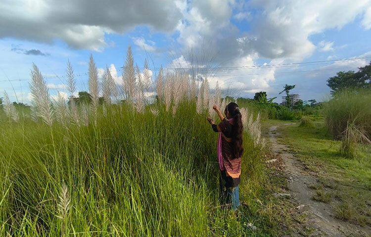 মাদারীপুর সদর উপজেলার উপসহকারী কৃষি কর্মকর্তা মো. আল-আমিন বলেন, মাদারীপুরের আড়িয়াল খাঁ ও কুমার নদের পারে কাশবন আছে। তবে সদর উপজেলার চরমুগরিয়ার ‘মাদারীপুর হাউজিং এস্টেট’ এলাকা ও মহিষেরচরের বিসিক শিল্প নগরীতে যে কাশবন আছে, তা বিশাল এলাকাজুড়ে। এ দুটি স্থানে শরৎকাল এলেই কাশফুলের সৌন্দর্য উপভোগ করার জন্য মানুষজন ভিড় করেন।