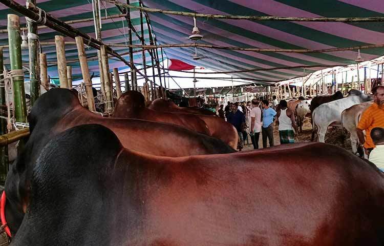 দরজায় কড়া নাড়ছে পবিত্র ঈদুল আজহা তথা কোরবানির ঈদ। এ ঈদ ঘিরে প্রতি বছরের মতো এবারও জমে উঠেছে রাজধানীর গাবতলী পশুর হাট। গত কদিন যারা হাটে এসে পছন্দের পশু ও দরদামের খোঁজখবর নিয়ে ফিরে গেছেন, তাদের এখন কেনার পালা। ছবি: জাগো নিউজ