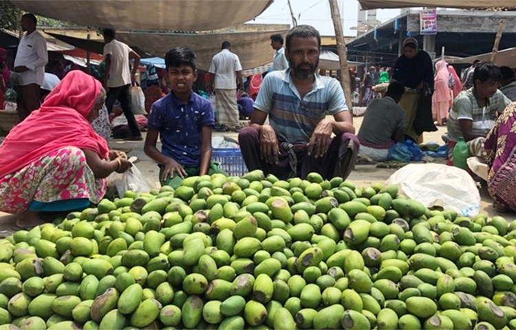 আর কয়েকদিন পরই শুরু হবে মধু মাস। জৈষ্ঠ্যের শুরু থেকেই বাজারে উঠতে শুরু করবে পাকা আম। সাধারণত কাঁচামিঠা ও গুটি জাতের আম দিয়েই শুরুর হয় আমের বাজার। তবে এবার ঝড়ে পড়া আম দিয়েই শুরু হয়েছে রাজশাহীর আমের বাজার। ব্যবসায়ীরা বলছেন, এখানে কম দাম হলেও রাজশাহীর বাইরে এর চাহিদা বাড়ছে। ছবি: সাখাওয়াত হোসেন