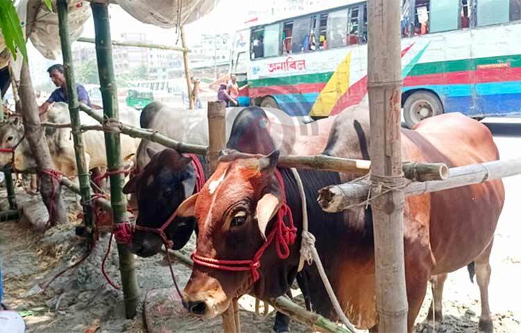 এবার ঈদুল আজহা উপলক্ষে ঢাকার দুই সিটি করপোরেশন এলাকার ১৮টি স্থানে বসবে অস্থায়ী কোরবানির পশুর হাট। এর মধ্যে ঢাকা দক্ষিণ সিটি করপোরেশন এলাকায় নয়টি, ঢাকা উত্তর সিটি করপোরেশন (ডিএনসিসি) এলাকার নয়টি স্থান নির্ধারণ করা হয়েছে। ছবি: জাগো নিউজ