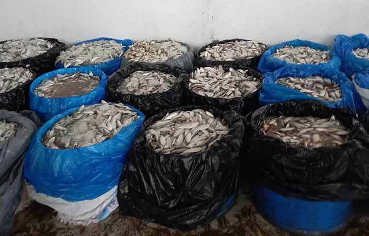 জাটকা বিক্রির অভিযোগে রাজধানীর যাত্রাবাড়ীতে ৭ প্রতিষ্ঠানকে ১৮ লাখ ৪৫ হাজার টাকা জরিমানা করেছেন র‌্যাবের ভ্রাম্যমাণ আদালত। জব্দ করা হয়েছে ২ হাজার ৬১৭ কেজি ইলিশ মাছও। মঙ্গলবার (১১ এপ্রিল) র‌্যাব-১০ এর সহকারী পরিচালক (মিডিয়া) এএসপি এনায়েত কবির সোয়েব বিষয়টি জানান। ছবি: তৌহিদুজ্জামান তন্ময়