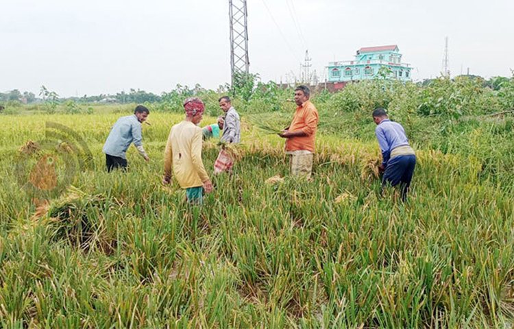 সুনামগঞ্জ হাওরের ৯২ শতাংশ ধান কেটে ঘরে তুলেছেন কৃষক। আবহাওয়া অনুকূলে থাকায় অন্য বছরের চেয়ে এবার ধানের ফলন ভালো হওয়ায় খুশি হাওরের কৃষকরা। কৃষি বিভাগের তথ্যমতে, চলতি মৌসুমে সুনামগঞ্জের ১২ উপজেলার ১৩৭ হাওরে দুই লাখ ২২ হাজার ৭৯৫ হেক্টর জমিতে বোরো ধানের চাষাবাদ হয়েছে। এখন পর্যন্ত কাটা হয়েছে এক লাখ ৭০ হাজার হেক্টর জমির ধান। ছবি: লিপসন আহমেদ