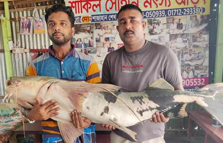 রাজবাড়ীর দৌলতদিয়ায় পদ্মায় ধরা পড়েছে ২৭ কেজি ওজনের একটি বাঘাইড়। আজ সকালে দৌলতদিয়া ৭ নম্বর ফেরিঘাট সংলগ্ন স্থানে জব্বার হালদার নামের এক জেলের জালে মাছটি ধরা পড়ে। জব্বার হালদার জানান, মাছটি বিক্রির জন্য রওশন মোল্লার আড়তে নিয়ে গেলে এক হাজার ৪০০ টাকা কেজি দরে ৩৮ হাজার ৫০০ টাকায় এটি বিক্রি হয়। ছবি: রুবেলুর রহমান