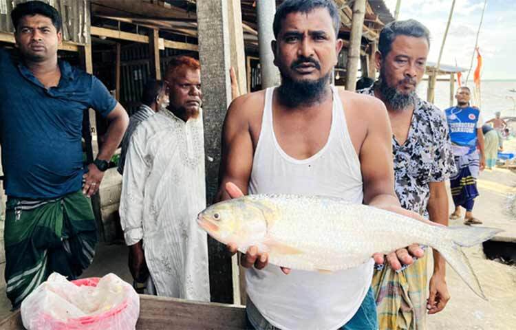 ভোলায় জেলের জালে ধরা পড়েছে ২ কেজি ২০০ গ্রাম ওজনের এক ইলিশ। ঘাটে নিলামের মাধ্যমে ৬ হাজার ২০০ টাকায় বিক্রি হয়েছে মাছটি। আজ বিকেলে সদর উপজেলার তুলাতুলি মৎস্য ঘাটে ইলিশটি বিক্রি হয়। মাছটি কিনেন মাছ ব্যবসায়ী মো. জসিম উদ্দিন।