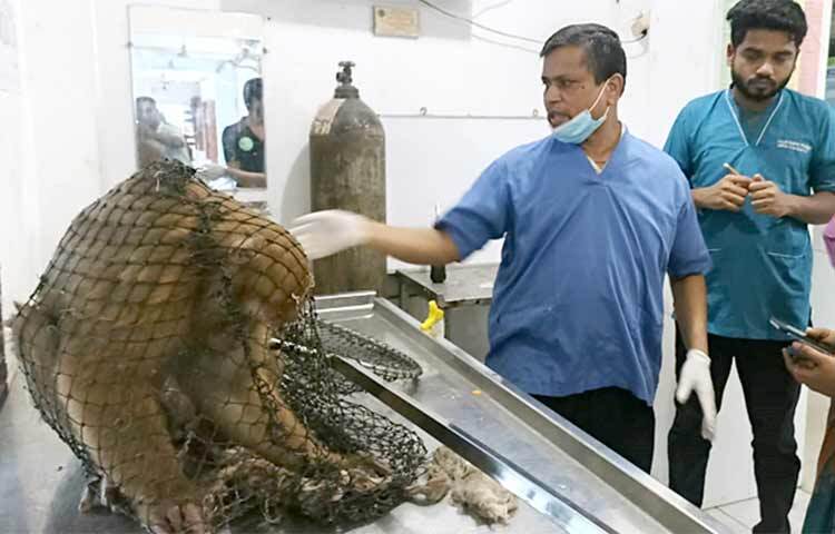 তৃতীয় দিনের মতো সীতাকুণ্ড উপজেলা স্বাস্থ্য কমপ্লেক্সে চিকিৎসা নিয়েছে বন থেকে লোকালয়ে ছুটে আসা বানর। এর আগে আরও দুবার তাকে চিকিৎসা দেওয়া হয়। আজ দুপুরে চিকিৎসা শেষে প্রাণিসম্পদ বিভাগ ও বনবিভাগের লোকজন প্রাণীটিকে উন্নত চিকিৎসার জন্য চট্টগ্রাম ভেটেরিনারি অ্যান্ড এনিম্যাল সাইন্সেস বিশ্ববিদ্যালয়ে নিয়ে গেছেন। ছবি: জাগো নিউজ