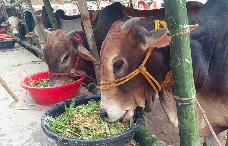 ঈদুল আজহায় নগরবাসীর পশু কোরবানি সহজ করতে রাজধানীর দুই সিটিতে ১৯টি হাট বসছে এবার। হাটের প্রস্তুতি প্রায় শতভাগ সম্পন্ন হয়েছে। কয়েকটি হাটের কিছু কাজ বাকি থাকলেও দিনরাত চলছে কর্মজজ্ঞ। শুক্রবার (২৩ জুন) থেকেই বেচা-কেনা শুরু হবে। ছবি: জাগো নিউজ