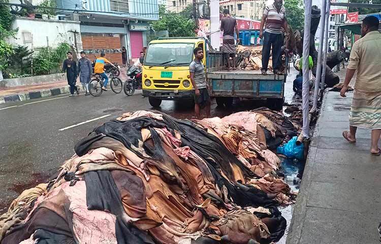 রাজধানীর বিভিন্ন এলাকা থেকে কোরবানির পশুর চামড়া সংগ্রহ করা হচ্ছে। ছবি: জাগো নিউজ