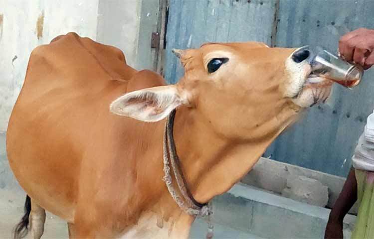 আমাদের দেশের শহর কিংবা গ্রামে সকাল-সন্ধ্যা আড্ডায় সব শ্রেণির মানুষের অন্যতম অনুষঙ্গ এই চা। তবে সেই চায়ের নেশা যদি গরুর পেয়ে বসে তাহলে কেমন হয়! এমনটাই ঘটেছে চুয়াডাঙ্গা সদর উপজেলার তিতুদহ ইউনিয়নের আড়িয়া গ্রামে। ছবি: জাগো নিউজ