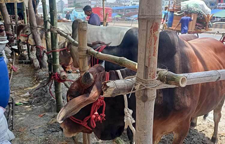 আজ সকালে পল্লবীর ইস্টার্ন হাউজিং পশুর হাটে দেখা যায়, এখনো পর্যাপ্ত পশু ওঠেনি। তবে দেশের বিভিন্ন প্রান্ত থেকে ট্রাকে করে গরু আসছে। হাটের কোথাও কোথাও চলছে গরুর খুঁটি ও শেড তৈরির কাজ। বেশিরভাগ ব্যাপারী এসেছেন গতকাল রাতে। ছবি: মুসা আহমেদ