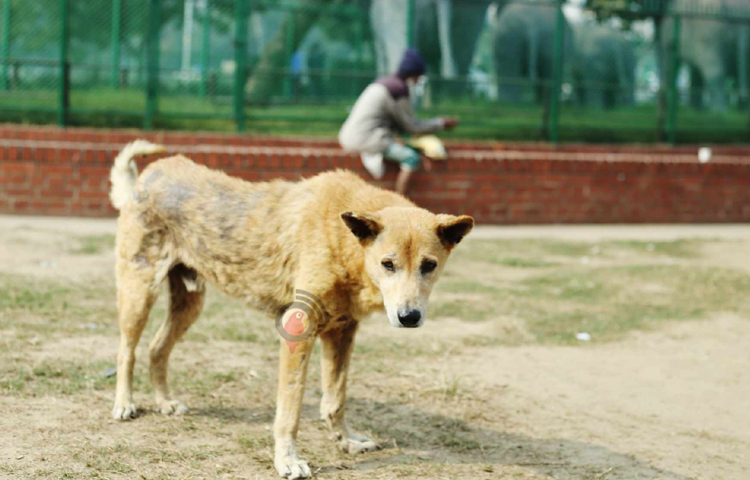 রাজধানীতে আজকের তাপমাত্রা ১১ দশমিক ১ ডিগ্রি সেলসিয়াস। এটিই চলতি মৌসুমে ঢাকার সর্বনিম্ন তাপমাত্রা। তবে এখানে কমেছে কুয়াশার দাপট। মঙ্গলবার সকাল থেকেই ঢাকার আকাশে রোদ রয়েছে। ছবি: মাহবুব আলম