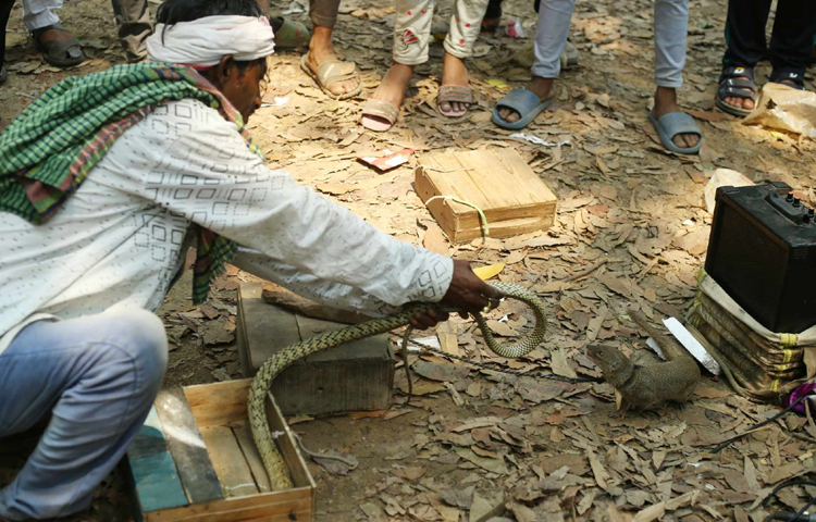 সাপের খেলা উপভোগ করছেন মেলায় আসা দর্শনার্থীরা। ছবি: মাহবুব আলম