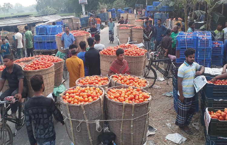 প্রথম দিকে কৃষকরা টমেটো ১১০০ টাকা মণ পর্যন্ত আড়তদারদের কাছে বিক্রি করেন। কিন্তু এখন সর্বোচ্চ দর ৪০০ টাকাও পাচ্ছেন না। আর এর কারণ তীব্র দাবদাহ। ছবি: এমদাদুল হক মিলন