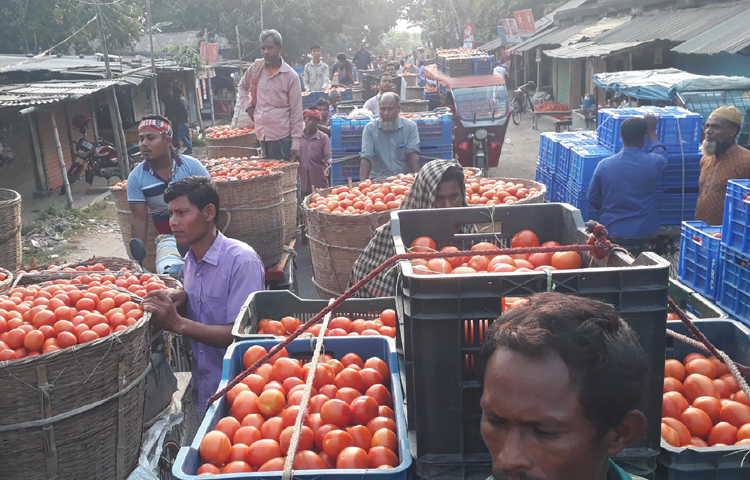 একদিকে গরমে টমেটো ক্ষেতে রাখা যাচ্ছে না, অন্যদিকে পাইকাররা টমেটো কিনে দেশের বাজারে সরবরাহ করতে পারছেন না। রাস্তা ও ক্ষেতে দুই জায়গাতেই টমেটো গরমে পচে নষ্ট হচ্ছে। ছবি: এমদাদুল হক মিলন